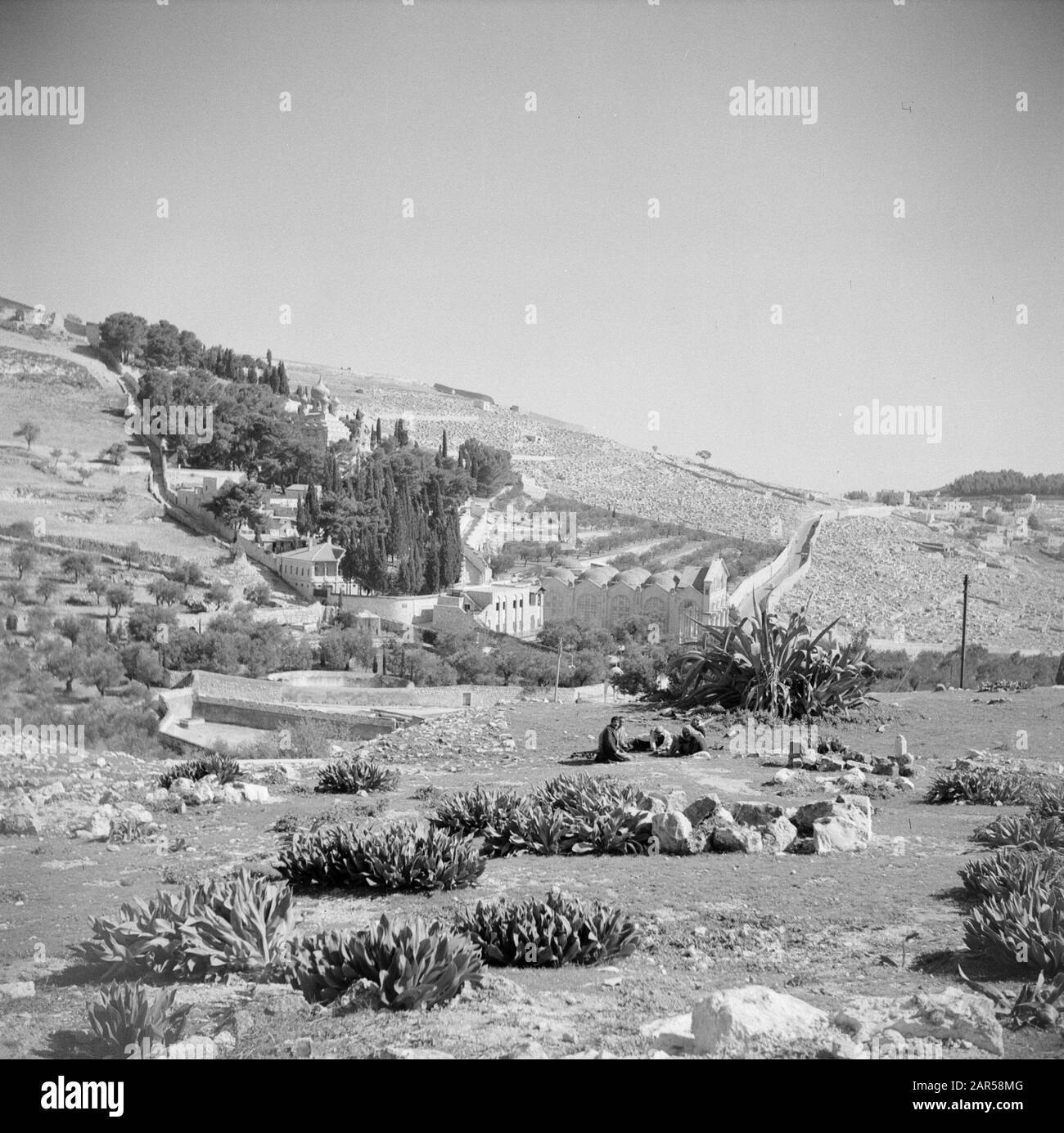 Naher Osten 1950-1955: Jerusalem Court of Gethsemane Anmerkung: Zum Zeitpunkt der Aufnahme lag Jerusalem in Jordanien Datum: 1950 Ort: Jerusalem, Jordan Stichwörter: Gärten Stockfoto