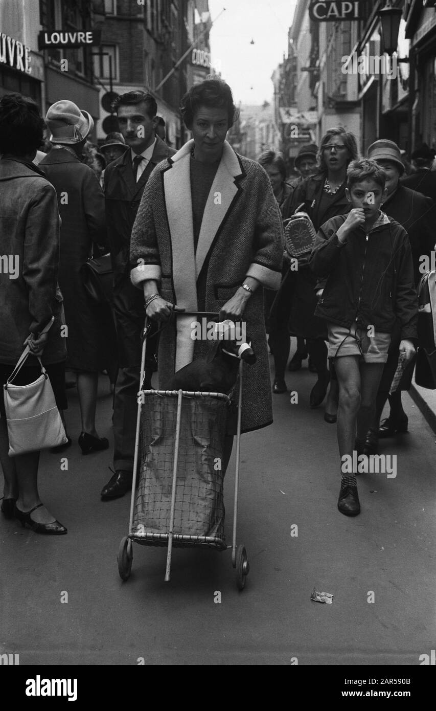 Hundemaß in Amsterdam, Dame in Kalverstraat mit dem Hundedatum: 19. Oktober 1962 Ort: Amsterdam, Noord-Holland Schlagwörter: Damen, Hunde Stockfoto
