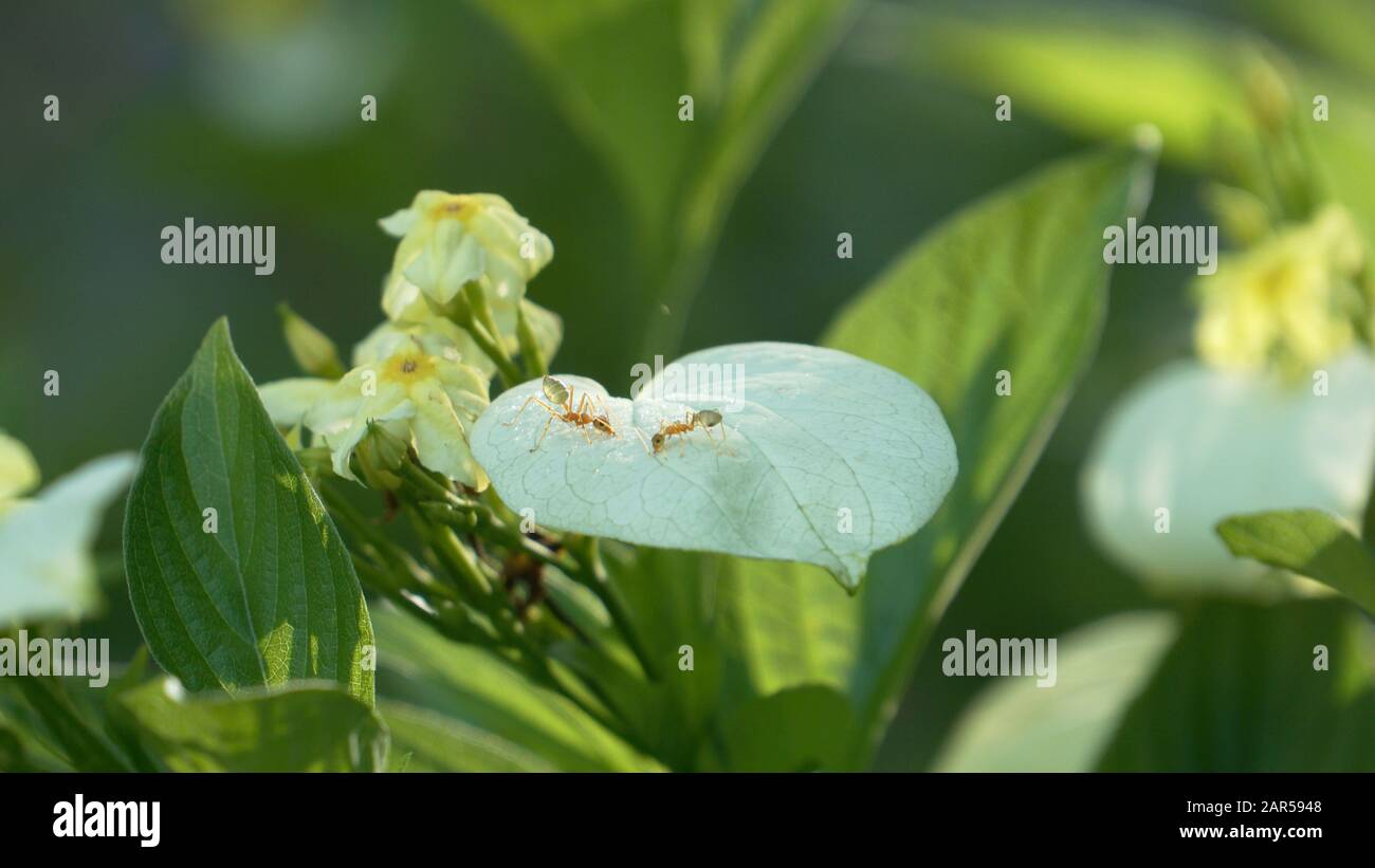 Grüne Ameise sammelt Wassertropfen aus der Blütenhülle Stockfoto