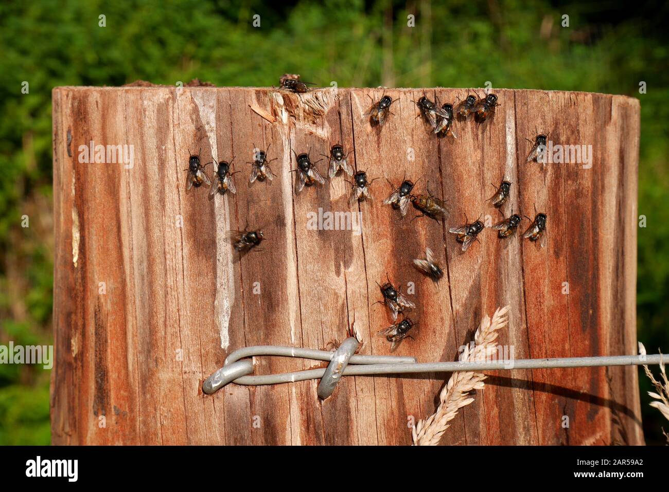 Fliegt auf einem Posten, auf einem Feld, auf einer Farm, Herefordshire, England, Großbritannien Stockfoto