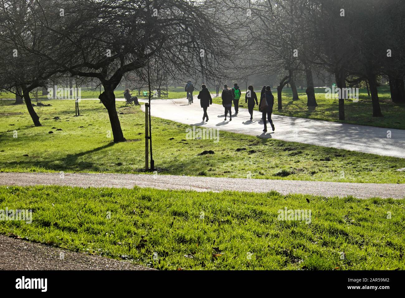 Menschen, die im Januar 2020 bei Sonnenschein im Winter in Cardiff Wales, Großbritannien, KATHY DEWITT, auf einem Weg durch Bäume im Bute Park spazieren Stockfoto