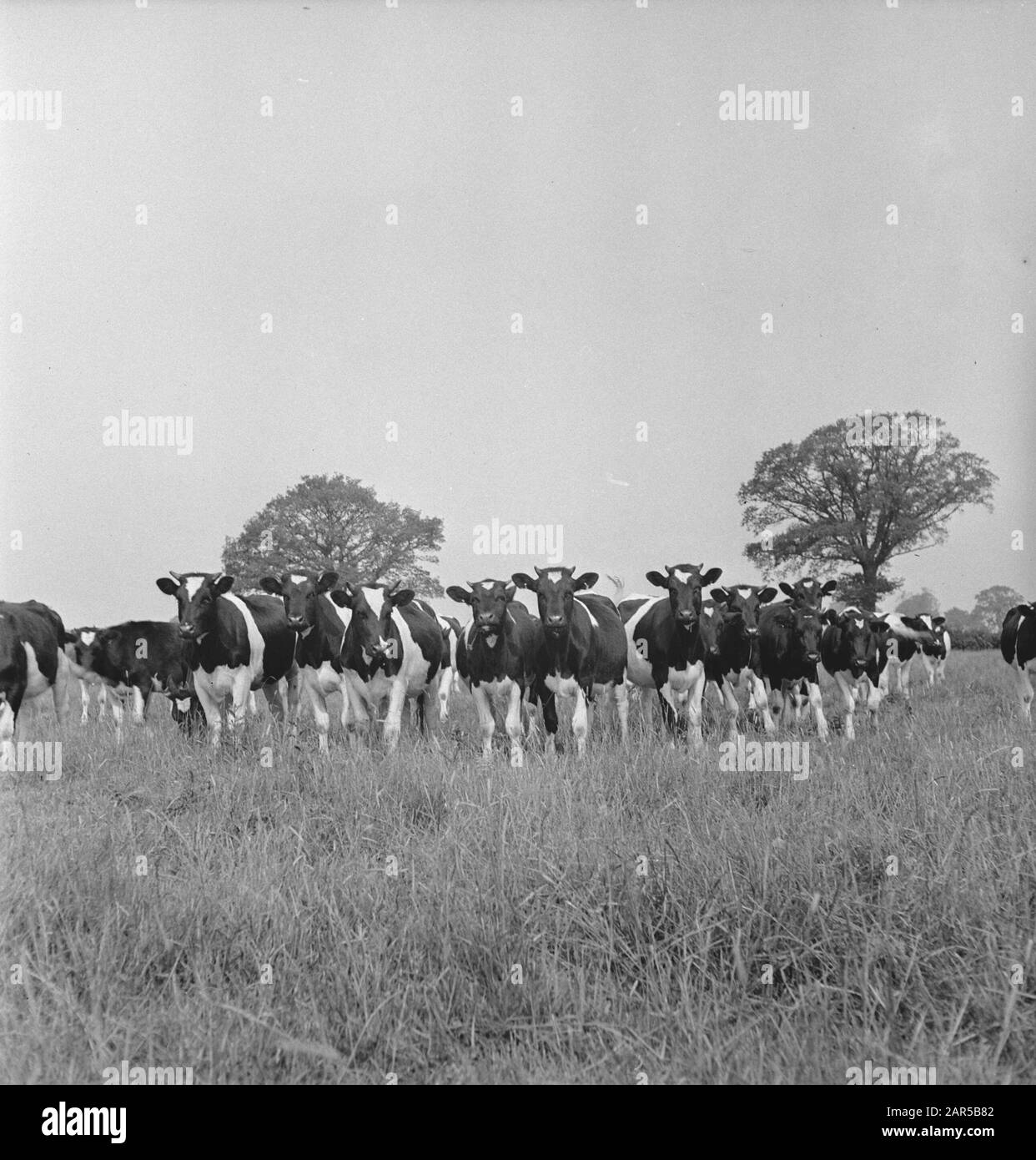 1938 gab es in Holland etwa 1,5 Millionen Milchkühe, die durchschnittlich 1000 Gallonen Milch pro P.a. Mit einem Fettgehalt von 3,56 produzierten. Viele Meisterkühe und Bullen wurden exportiert, um neue Herden in mehreren Ländern zu gründen. Die beiden ältesten in England ansässigen Herden sind die Terling- und die Lavenham-Herde, die mehr als 1500 Kopf an Lord Ralleighs Farmen in Essex zählen. Diese Herden - attestiert und tuberkulin getestet - haben viele Champions enthalten und erste Preise bei Milchmessen bereits im ganzen Land gewonnen. Kälber, hauptsächlich von Lavenham Jantol Datum: Juni 1943 Ort: Essex, Großbritannien Stichwörter: Stockfoto