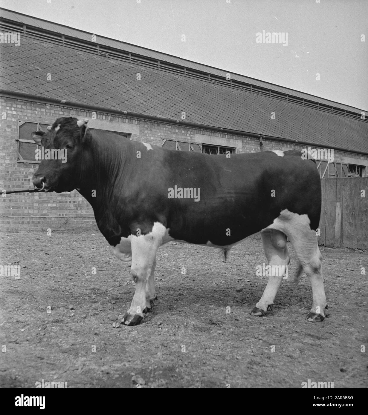 1938 gab es in Holland etwa 1,5 Millionen Milchkühe, die durchschnittlich 1000 Gallonen Milch pro P.a. Mit einem Fettgehalt von 3,56 produzierten. Viele Meisterkühe und Bullen wurden exportiert, um neue Herden in mehreren Ländern zu gründen. Die beiden ältesten in England ansässigen Herden sind die Terling- und die Lavenham-Herde, die mehr als 1500 Kopf an Lord Ralleighs Farmen in Essex zählen. Diese Herden - attestiert und tuberkulin getestet - haben viele Champions enthalten und erste Preise bei Milchmessen bereits im ganzen Land gewonnen. Terling Blomageousl P.I. ein 2-Jähriger, dessen Staudamm Terling Blomke aus Holland i importiert wurde Stockfoto