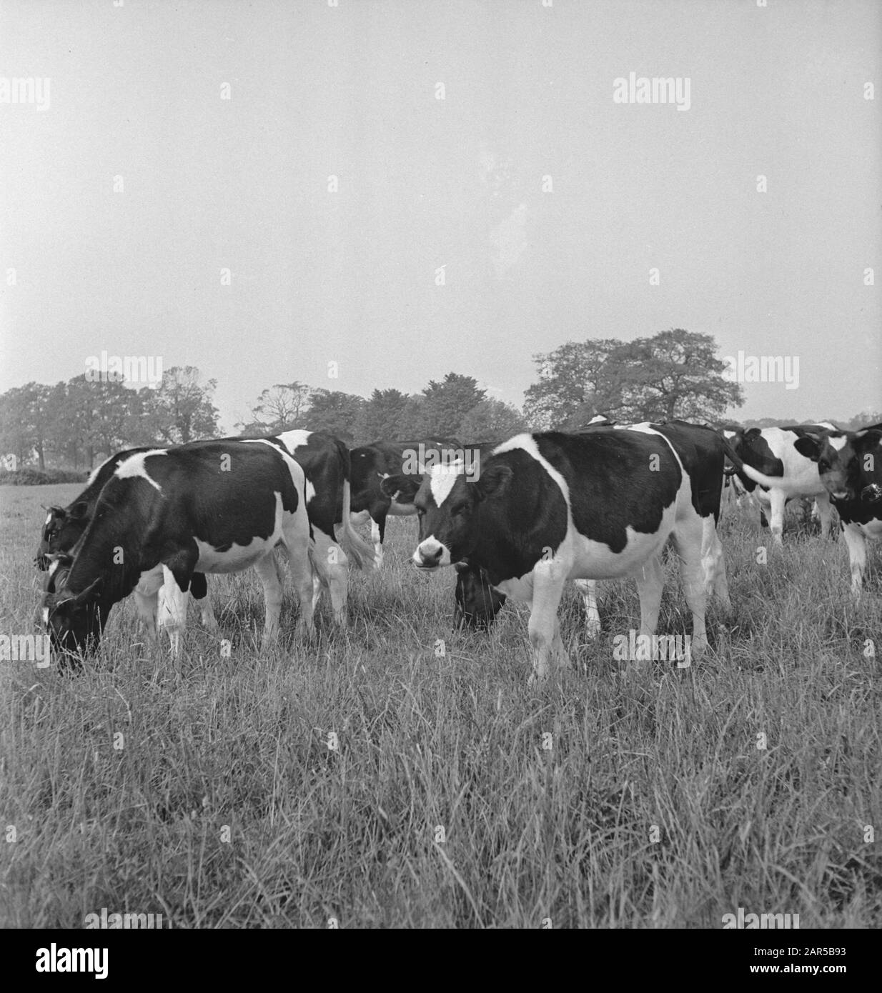 1938 gab es in Holland etwa 1,5 Millionen Milchkühe, die durchschnittlich 1000 Gallonen Milch pro P.a. Mit einem Fettgehalt von 3,56 produzierten. Viele Meisterkühe und Bullen wurden exportiert, um neue Herden in mehreren Ländern zu gründen. Die beiden ältesten in England ansässigen Herden sind die Terling- und die Lavenham-Herde, die mehr als 1500 Kopf an Lord Ralleighs Farmen in Essex zählen. Diese Herden - attestiert und tuberkulin getestet - haben viele Champions enthalten und erste Preise bei Milchmessen bereits im ganzen Land gewonnen. Eine Gruppe von Kälberheifern, die von den Bullen der Einfuhr von 1936 stammen. Datum: Juni 1943 Loca Stockfoto