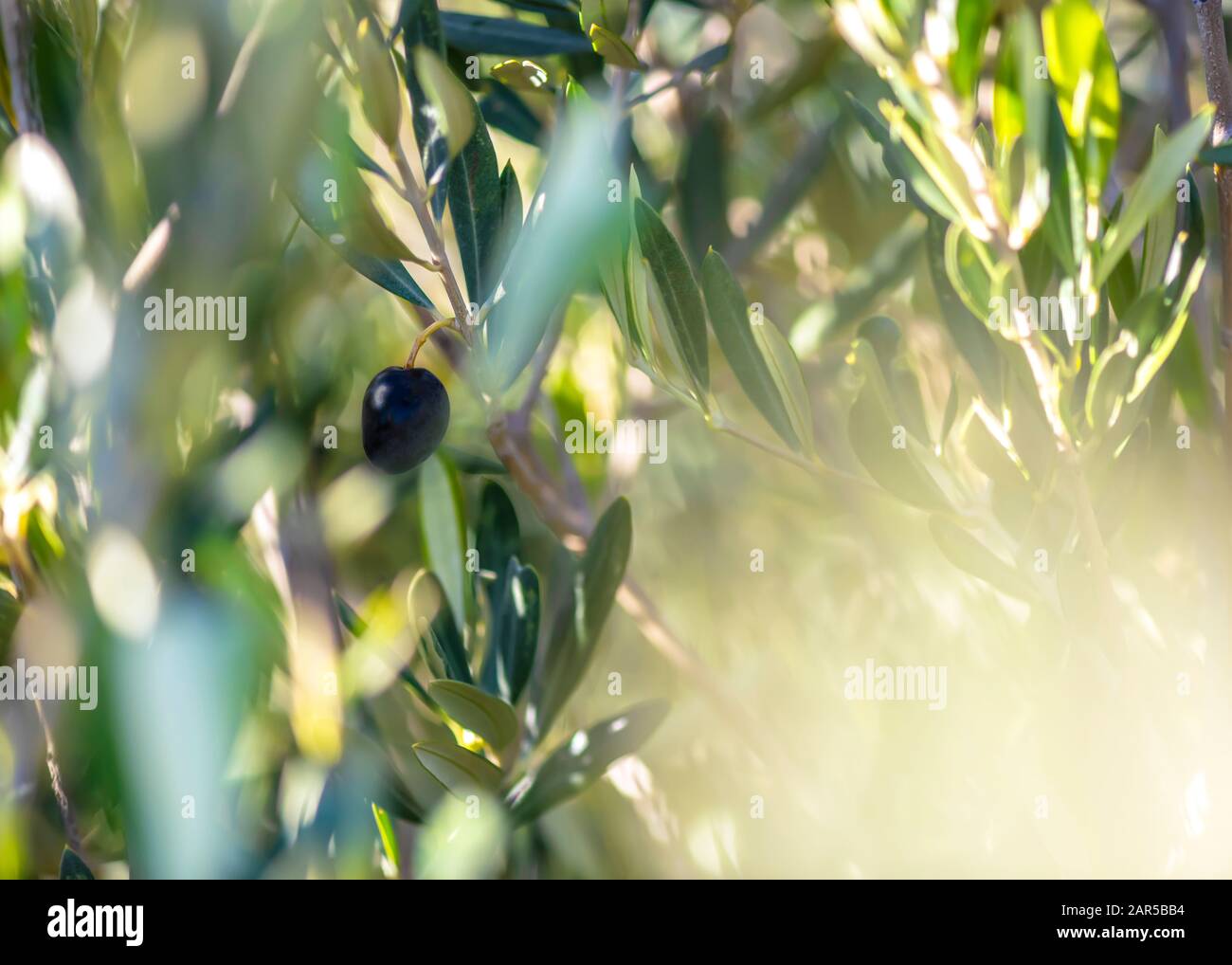 Stimmungsvolles, sonniges Kunstbild gesunder schwarzer Oliven, die an einem Baum hängen und in selektivem Fokus verschwommener Hintergrund für Kopier- und Textdarstellung aufgenommen werden Stockfoto