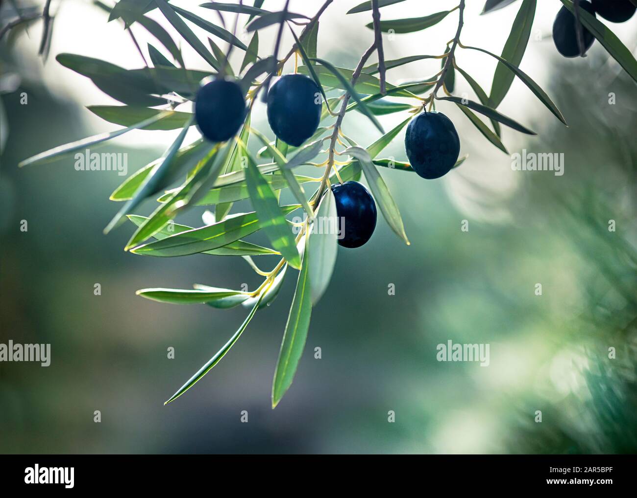 Atmosphärisches künstlerisches Bild von gesunden schwarzen Oliven, die an einem Baum hängen und in selektivem Fokus verschwommener Hintergrund für Kopienraum und Text aufgenommen werden Stockfoto