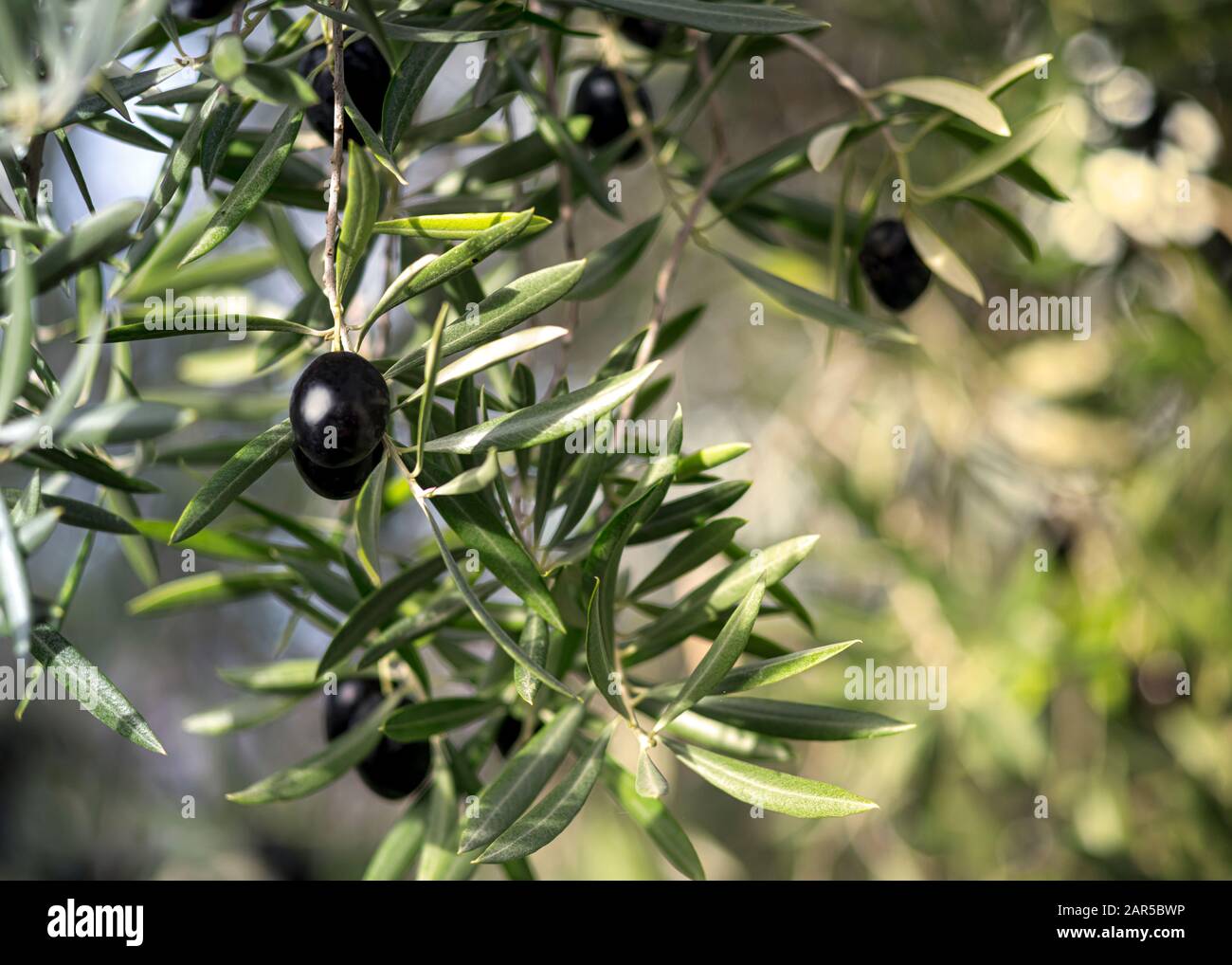 Sonniges, atmosphärisches Kunstbild schwarzer Oliven, die an einem Baum hängen und in selektivem Fokus verschwommener Hintergrund für Kopier- und Textdarstellung aufgenommen werden Stockfoto