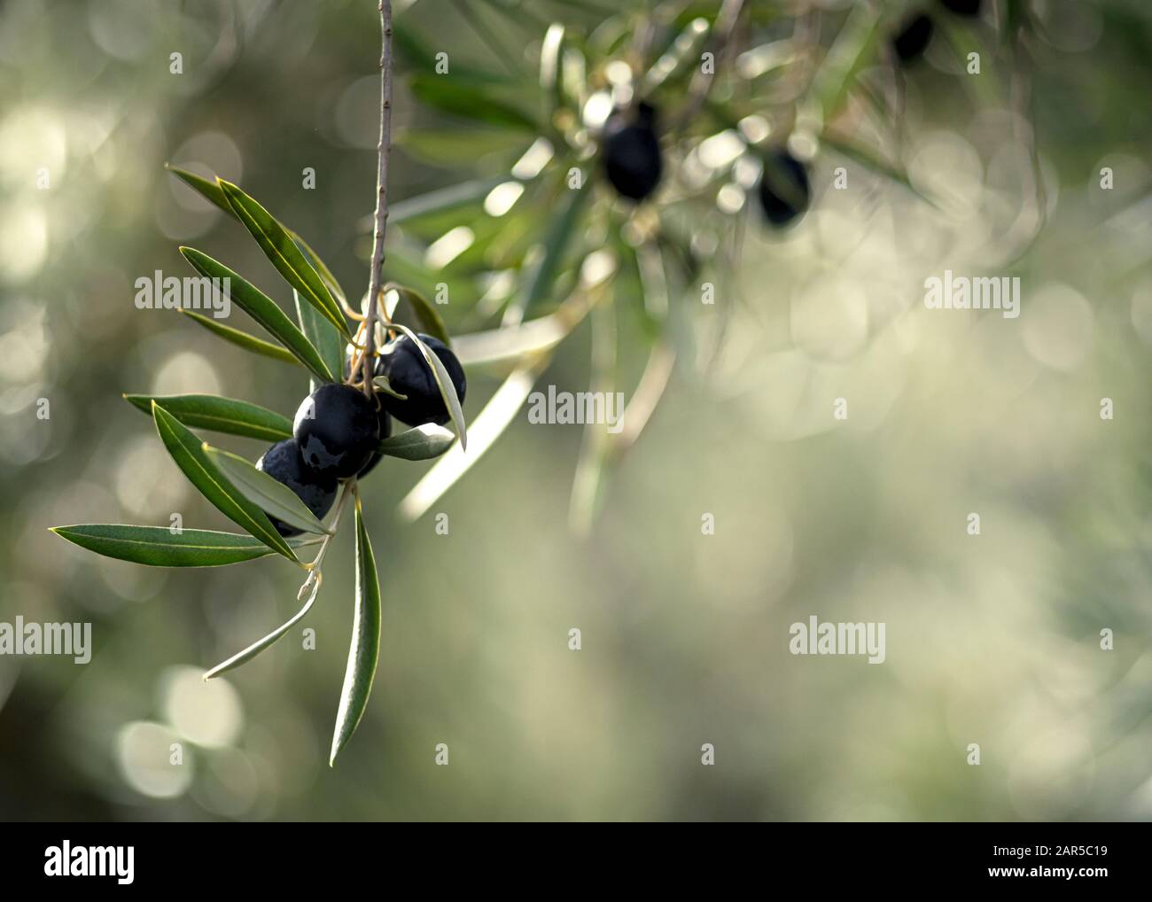 Künstlerische Darstellung gesunder schwarzer Oliven, die an einem Baum hängen, der von der Abendsommersonne angezündet wurde, in selektivem Fokus verschwommener Hintergrund für Kopien Stockfoto
