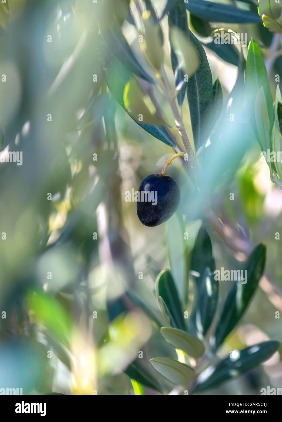 Vertikales atmosphärisches Kunstbild einer gesunden, schwarzen Olive, die an einem Baum hängt und in selektivem Fokus verschwommener Hintergrund für den Kopierbereich A aufgenommen wird Stockfoto