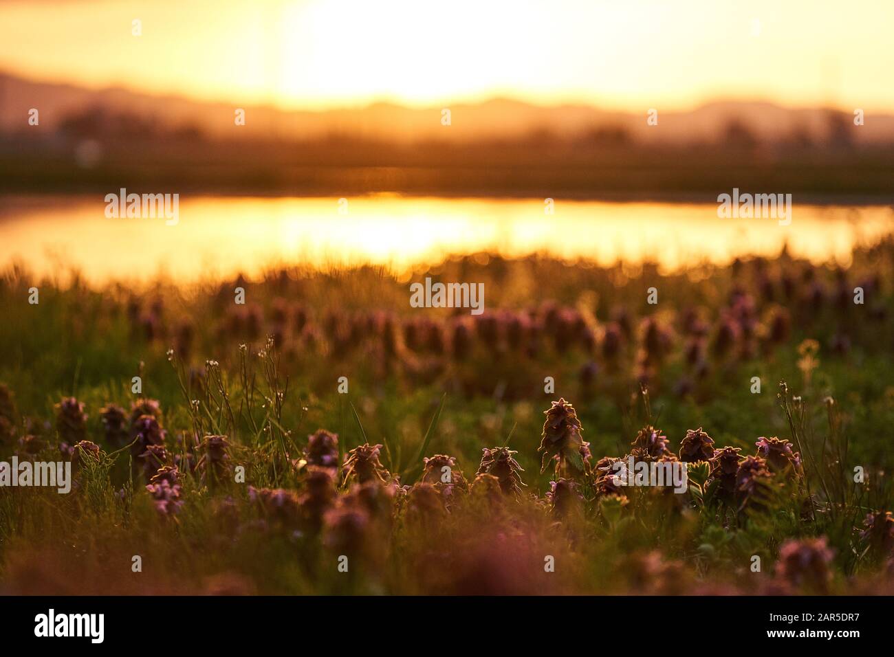 Invasive lilafarbene Totnessel (Lamium pureum) und Henbit (Lamium amplexicaule) aus nächster Nähe bei Sonnenuntergang in Niigata, Japan. Stockfoto