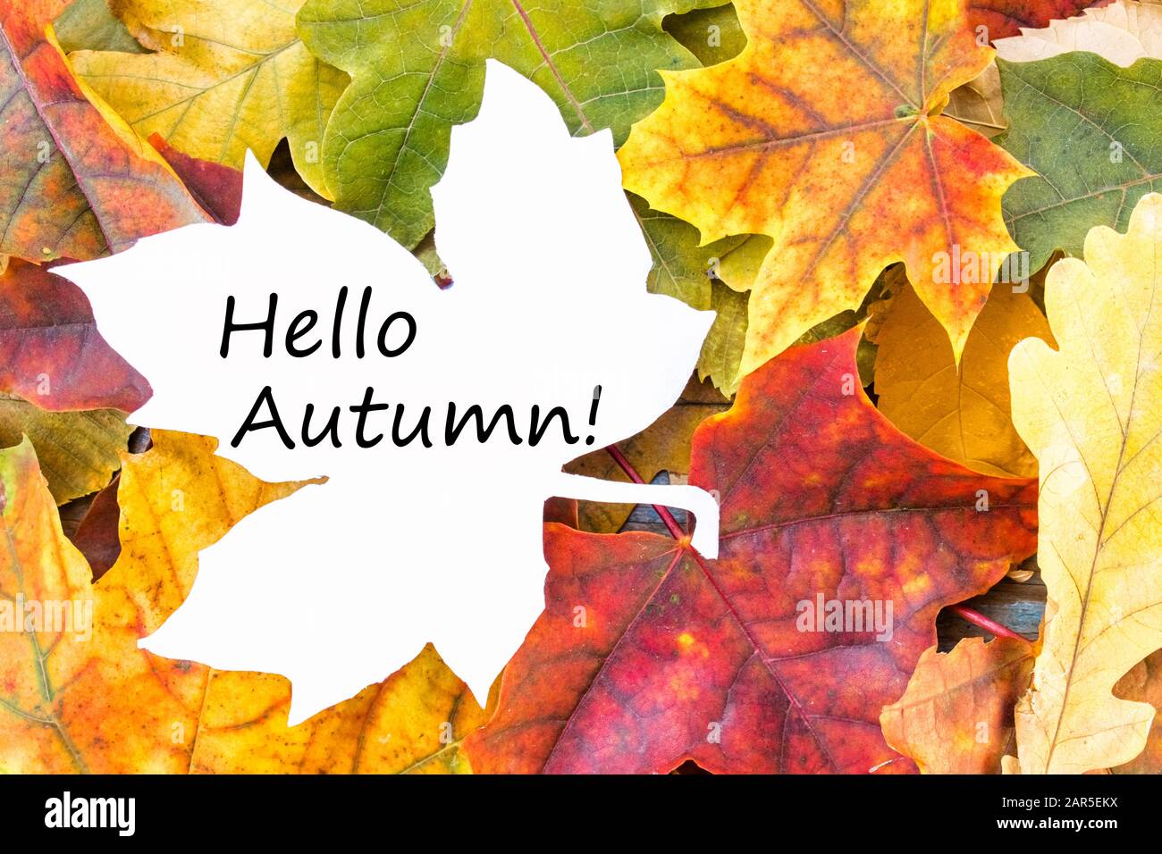 Tag mit den Worten Hallo Herbst auf einem weißen Blatt und bunten Herbstblättern. Hintergrund mit Herbstlaub. Platz für Beschriftung kopieren. Herbstlaub. Stockfoto