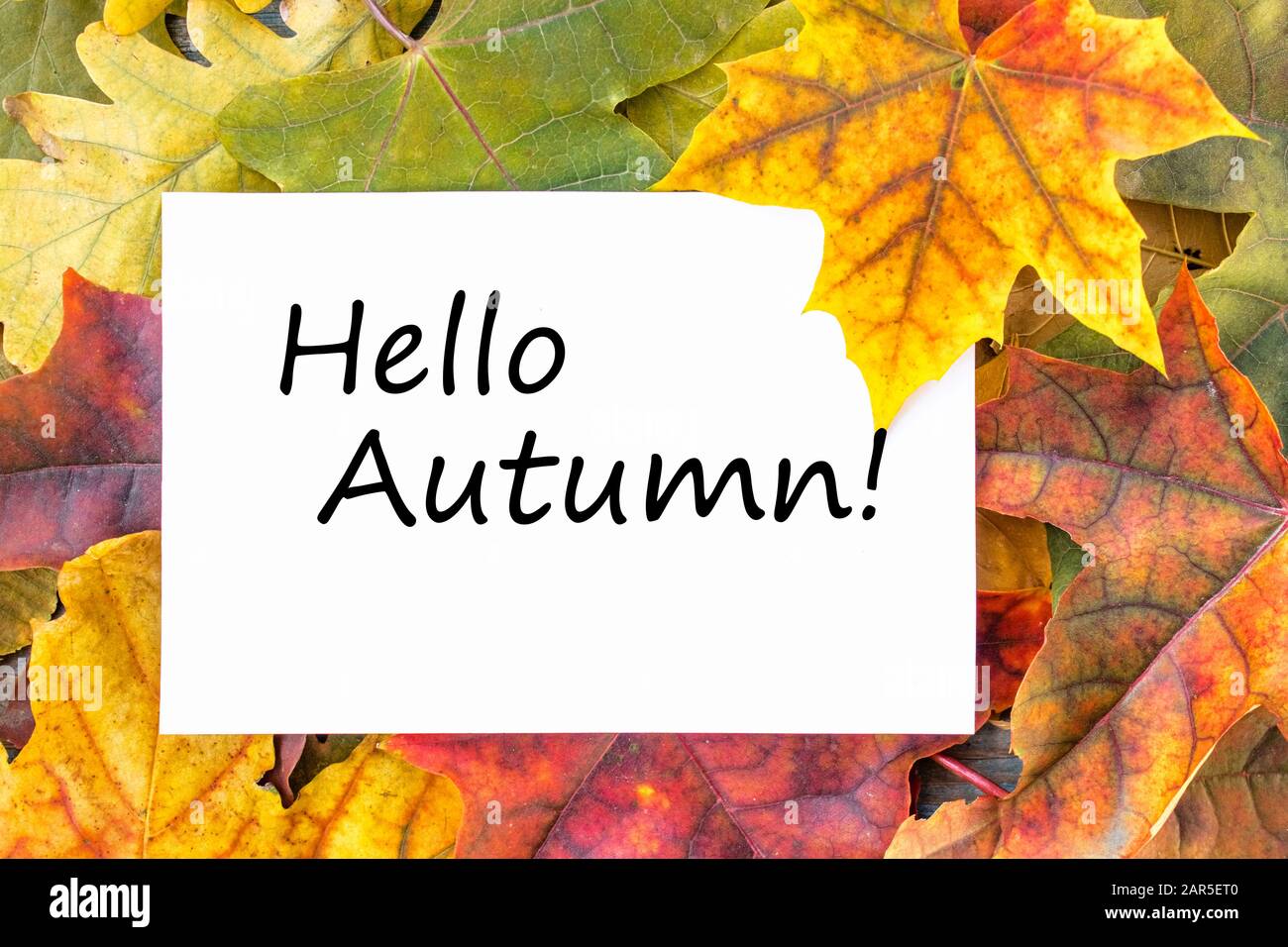 Tag mit den Worten Hallo Herbst auf einem weißen Blatt und bunten Herbstblättern. Hintergrund mit Herbstlaub. Platz für Beschriftung kopieren. Herbstlaub. Stockfoto