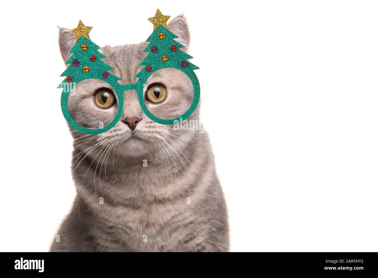 Porträt einer hübschen silbernen Tabby britischen Kurzhaarkatze mit weihnachtsbaumbrille auf weißem Hintergrund Stockfoto