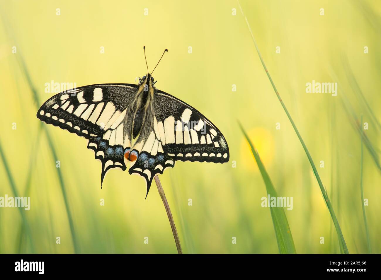 Hübscher Schwalbenschwanz Schmetterling mit offenen Flügeln, die in grünem Gras ruhen Stockfoto