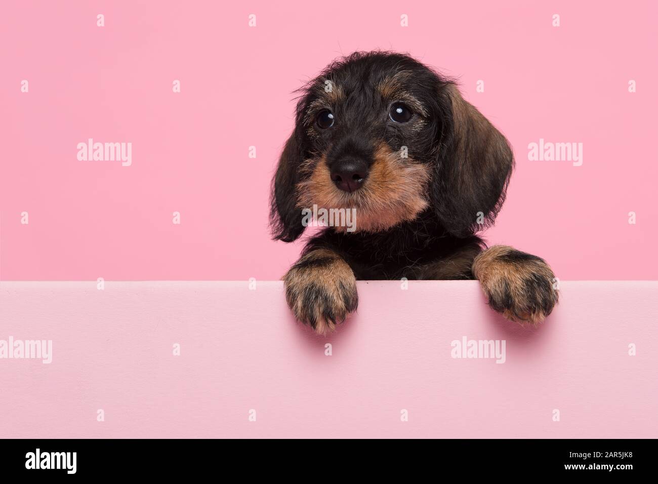 Porträt eines minitorigen Dachshund Welpen auf pinkfarbenem Hintergrund mit Platz für Kopien Stockfoto