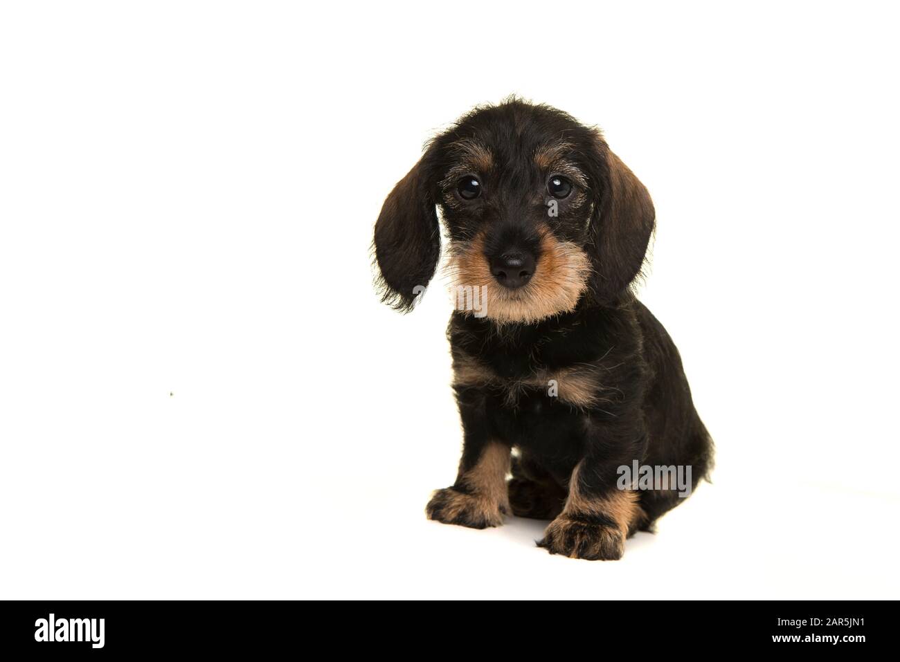 Sitzender Mini-Dachshund Welpe, der die Kamera isoliert auf einem weißen Hintergrund betrachtet Stockfoto