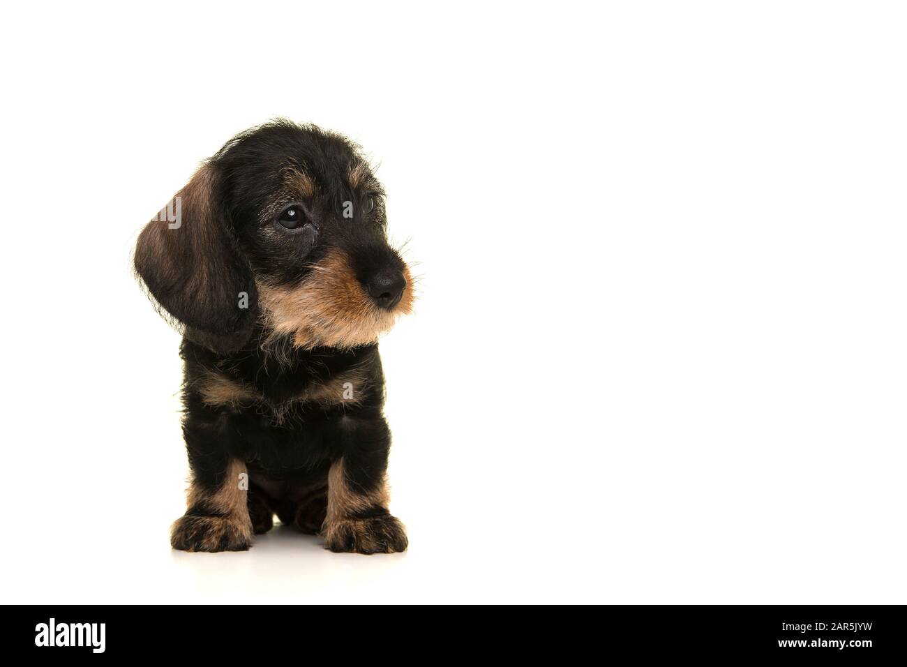 Sitzende miniture dachshund Welpe sitzend, nach rechts isoliert auf weißem Hintergrund Stockfoto