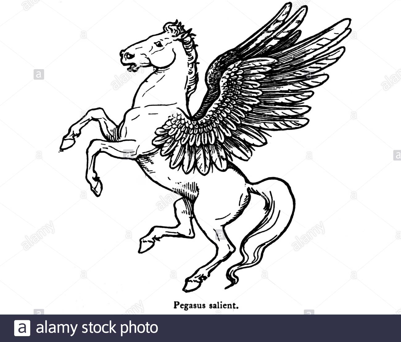 Pegasus, klassische Illustration aus dem Jahr 1900 Stockfoto
