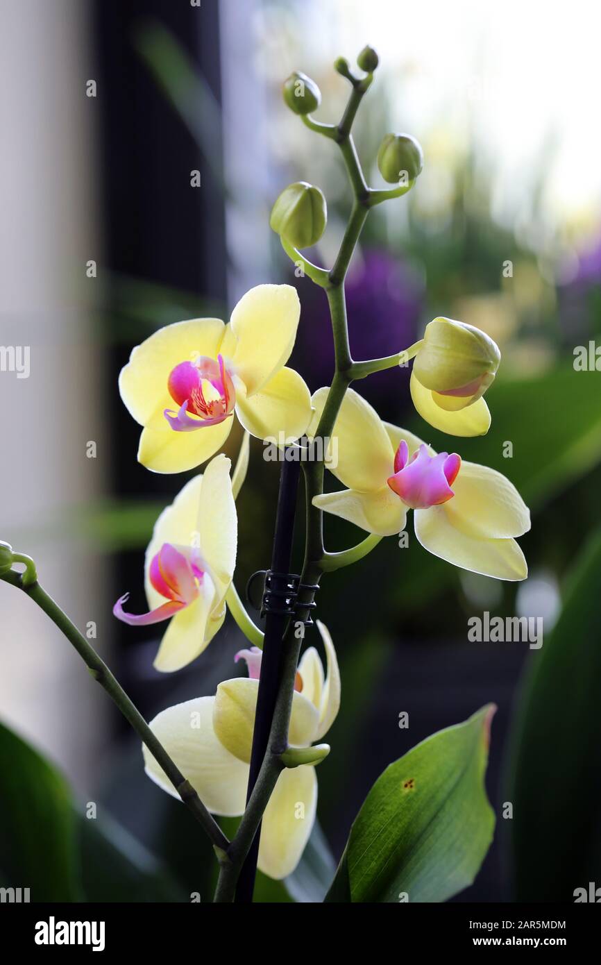 Nahaufnahme einer Phaleonopsis Orchideenpflanze mit bicolored Blumen, die gelb und violett blühen. Weicher bokeh dunkelgrüner Hintergrund. Schön! Stockfoto