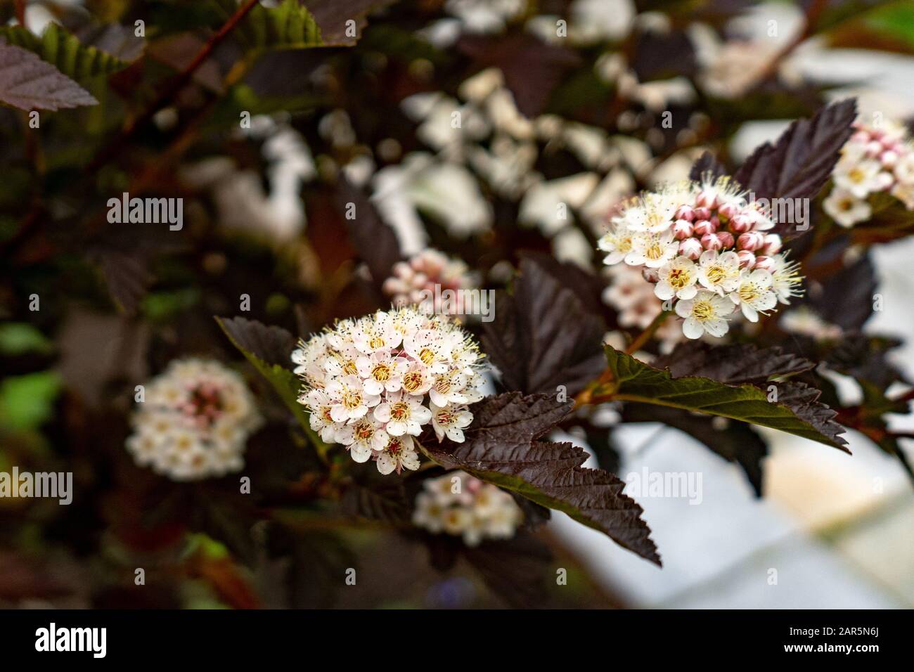 Nahaufnahme zu den Ninebrindenblüten Physocarpus opulifolius . Selektiver Fokus, geringe Schärfentiefe. Stockfoto