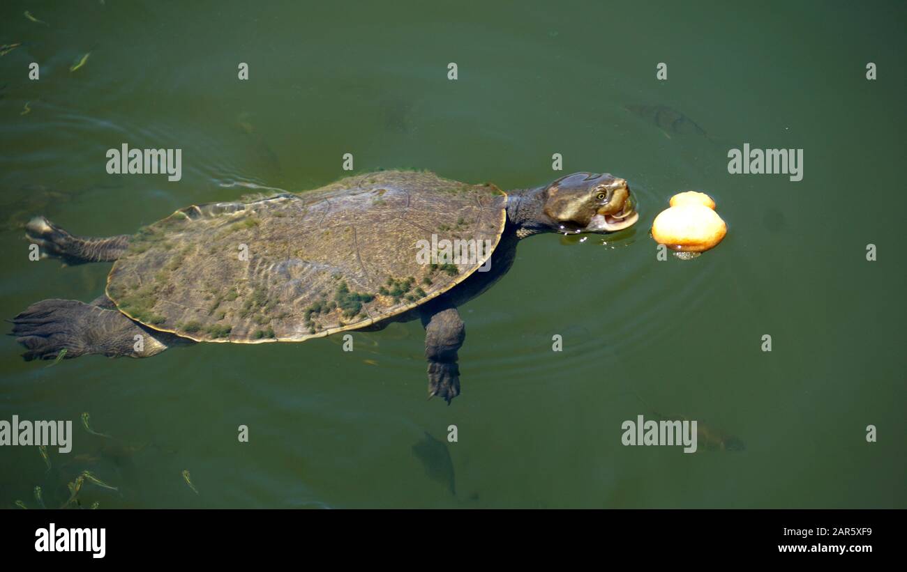 Süßwasserschildkröten (Kreffs River Turtle) schwimmen im Fluss Stockfoto