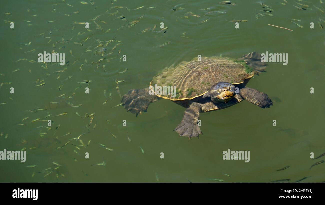 Süßwasserschildkröten (Kreffs River Turtle) schwimmen im Fluss Stockfoto