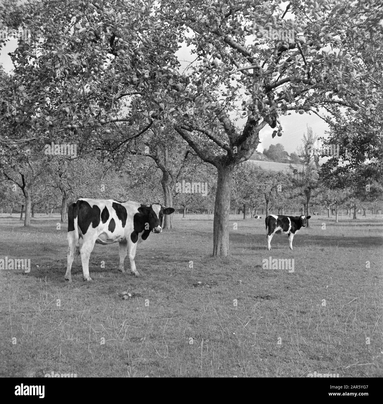 Zuid-Limburger Kühe auf der Wiese unter apfelbäumen Datum: 1. September 1952 Standort: Huthem, Limburger, Niederlande Stichwörter: Obstgärten, Kühe, Wiesen Stockfoto