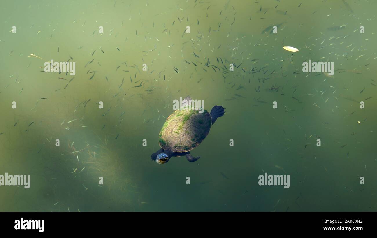 Süßwasserschildkröten (Kreffs River Turtle) schwimmen im Fluss Stockfoto