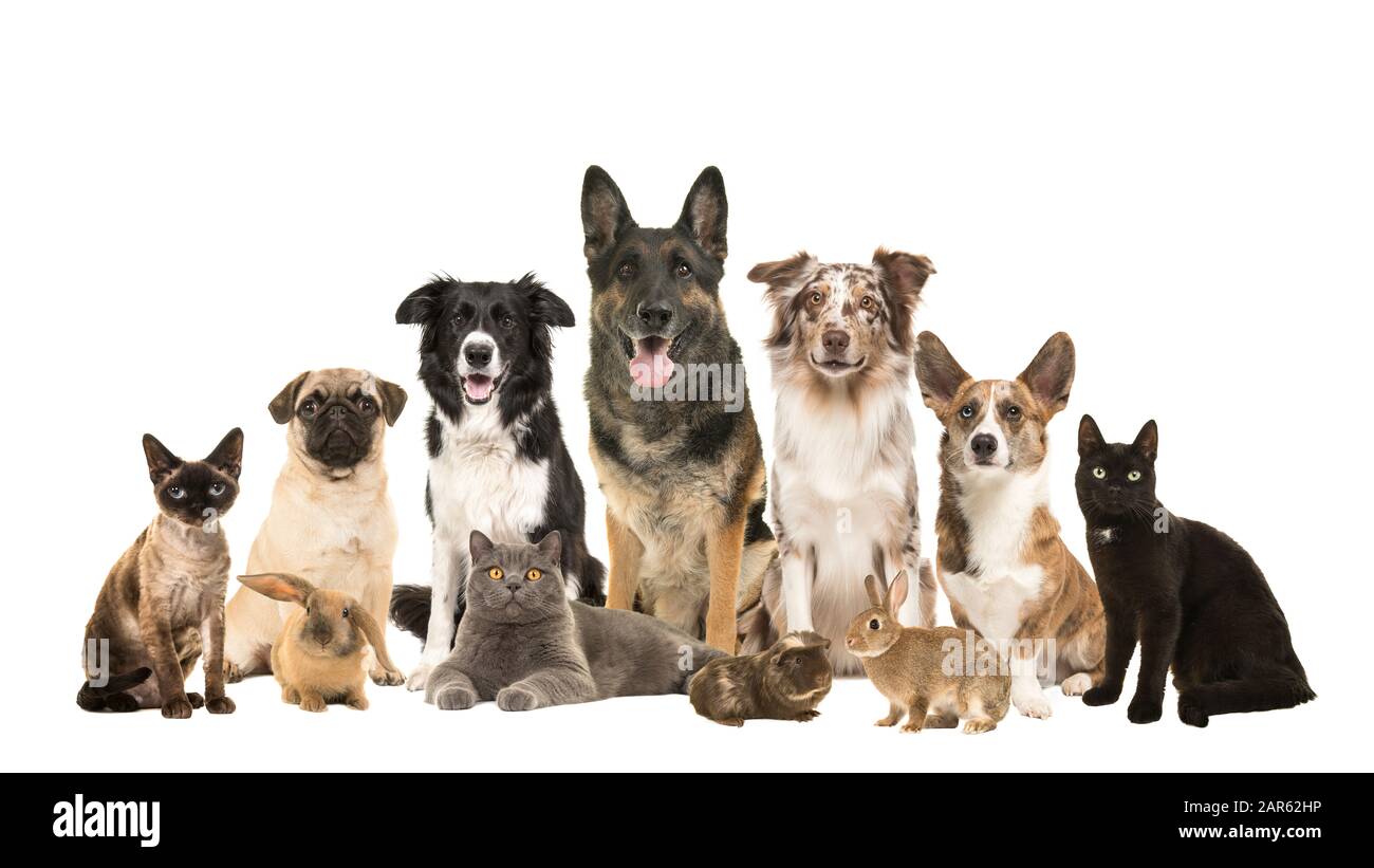 Große Gruppe verschiedener Haustiere, Hunde, Katzen, rabits und Meerschweinchen Stockfoto