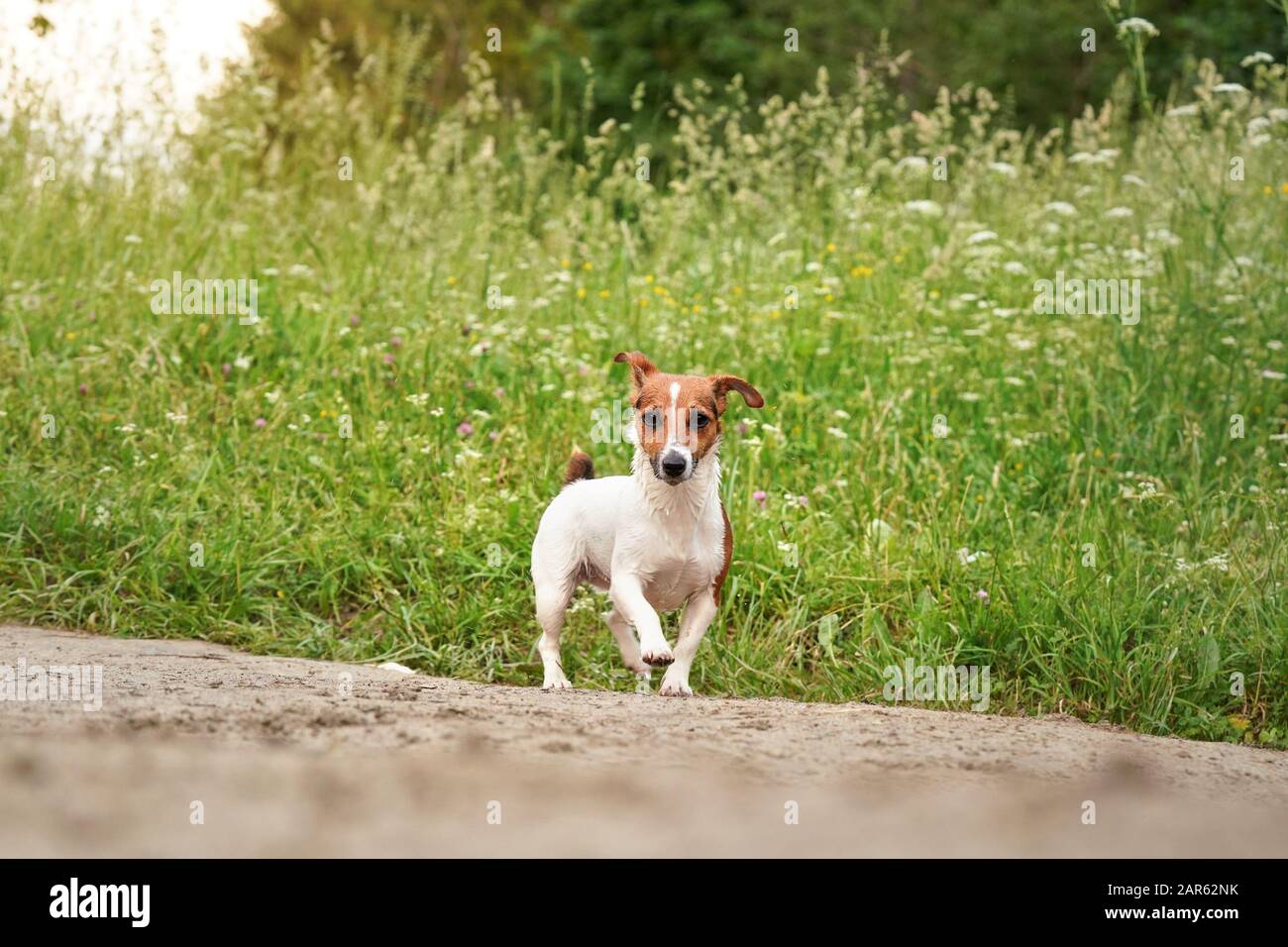 Der kleine Jack Russell Terrier, ihr Pelz, das aus dem Schwimmen im Fluss nass ist, spazieren auf der staubigen Straße auf dem Land, hohes Gras mit Wiesenblumenhintergrund Stockfoto