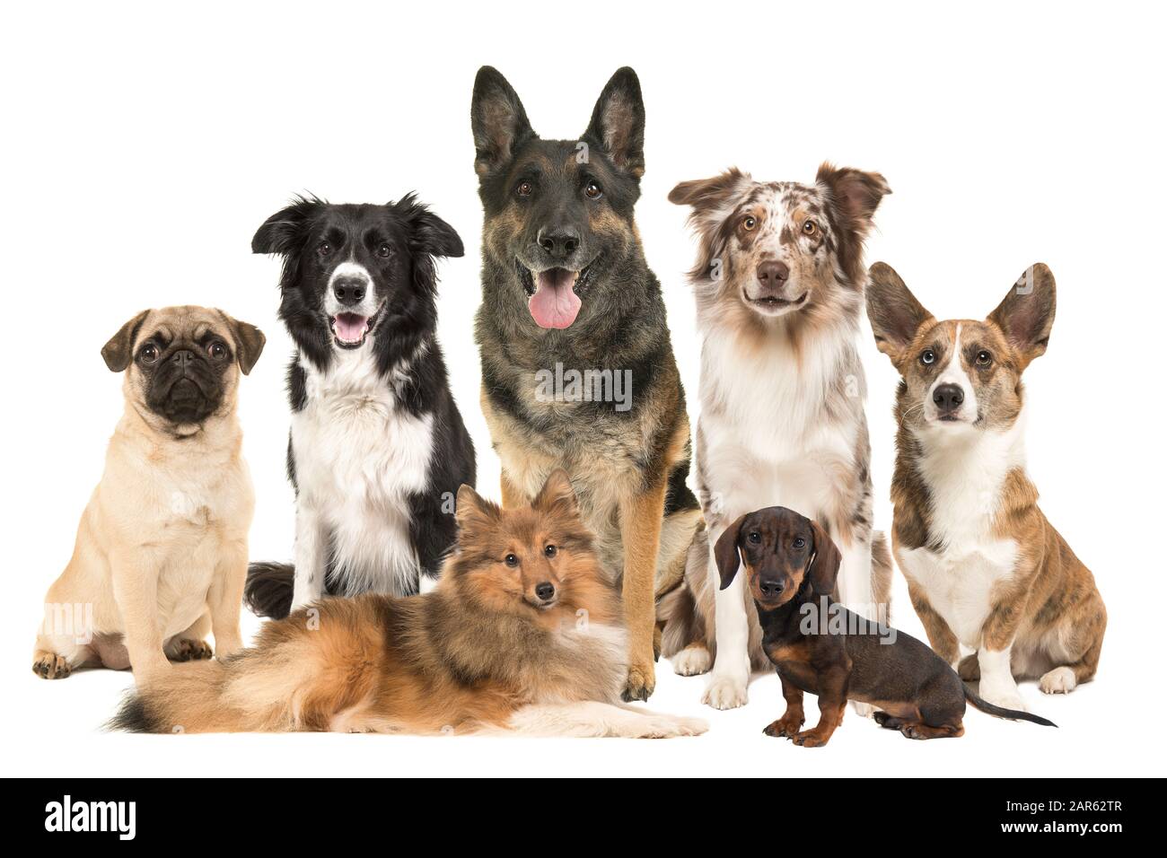 Große Gruppe verschiedener Hunderassen auf weißem Hintergrund Stockfoto