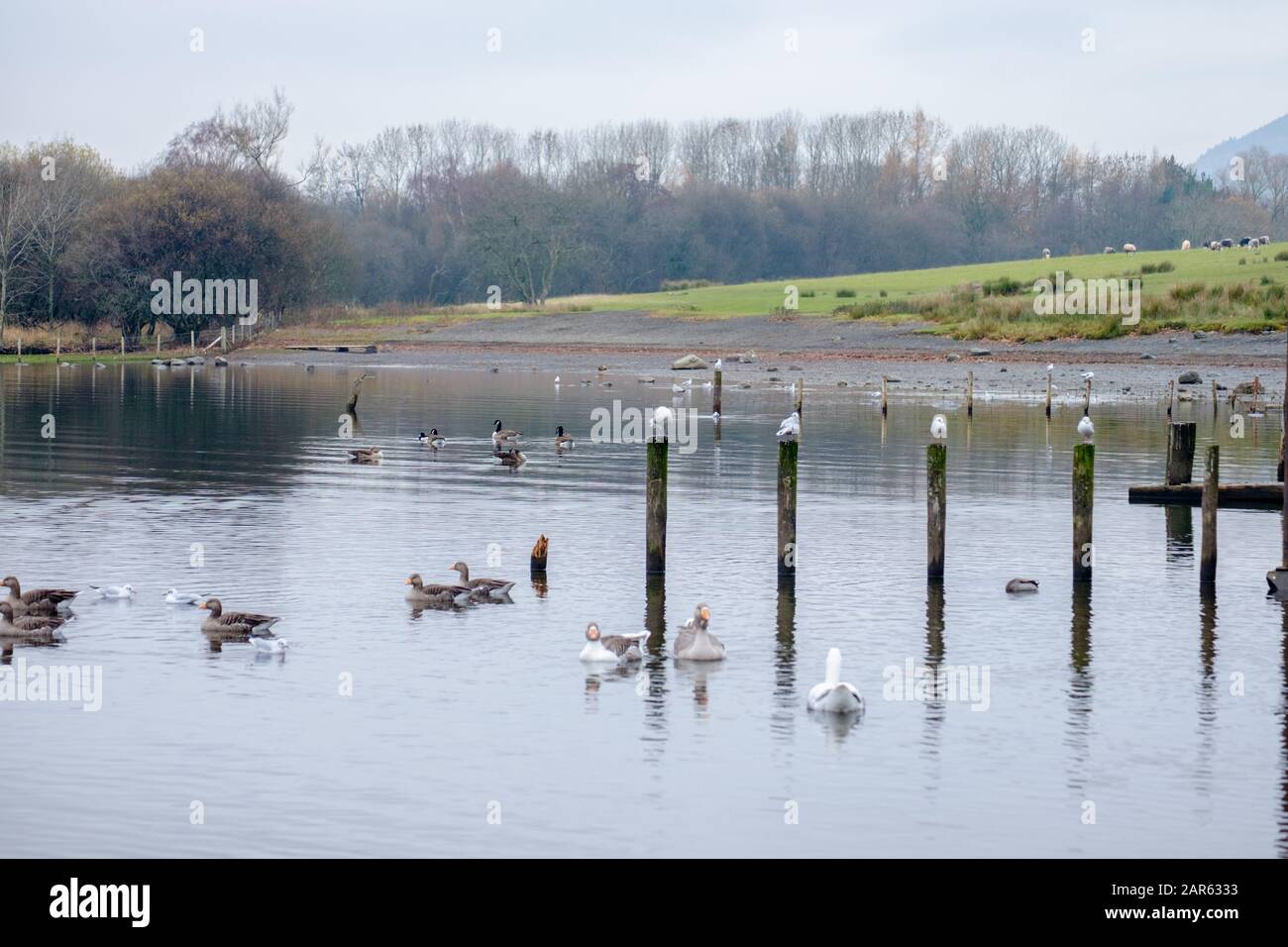 Steg Posts On The Lake Shore at Derwentwater Stockfoto