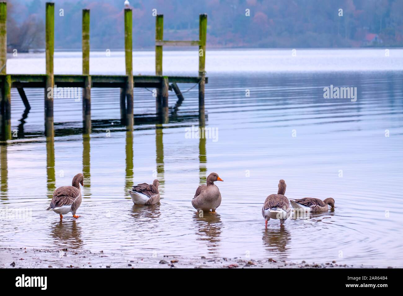 Steg Posts On The Lake Shore at Derwentwater Stockfoto