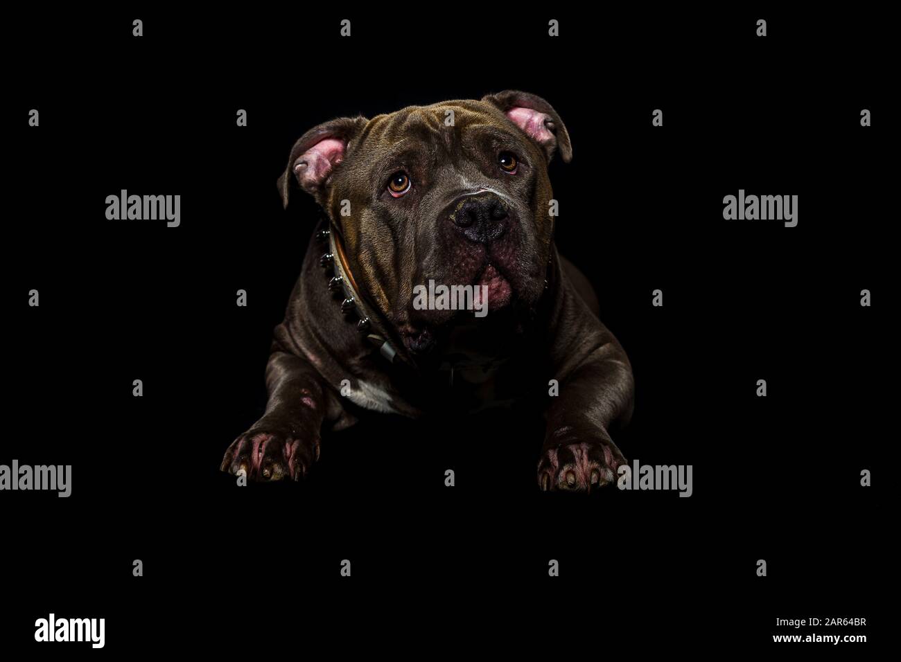 Bulldog Stockfoto