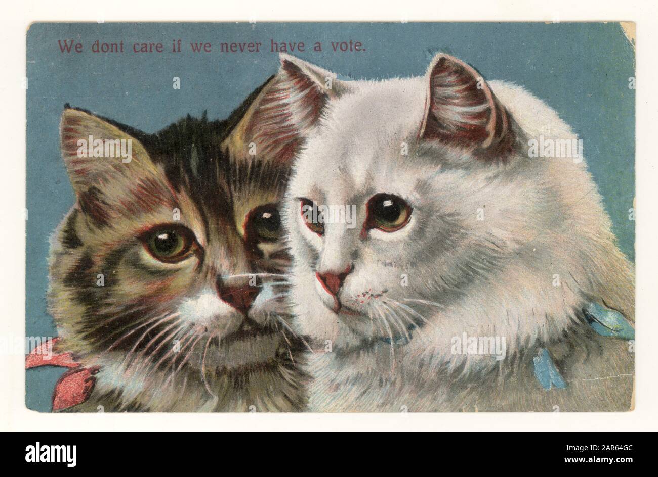 Originalpostkarte aus dem frühen 20. Jahrhundert mit einem edwardianischen Comic gegen das Wahlrecht, auf der Katzen „uns ist es egal, dass wir nie die Stimme haben“ (frühes Katzenmem), veröffentlicht in 1909 , Großbritannien Stockfoto