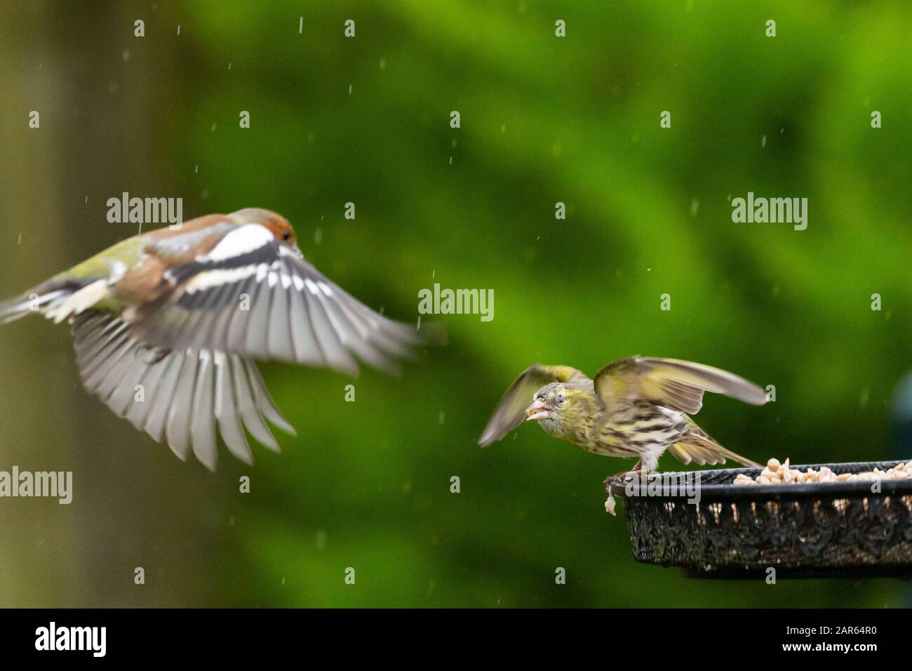 Wetter in Großbritannien: Ein Siskin (Carduelis spinus) ernährt sich von einem Vogelfutterhäuschen, während ein Buchfink in Richtung fliegt, während der persistende Regen den ganzen Tag über anhält Stockfoto