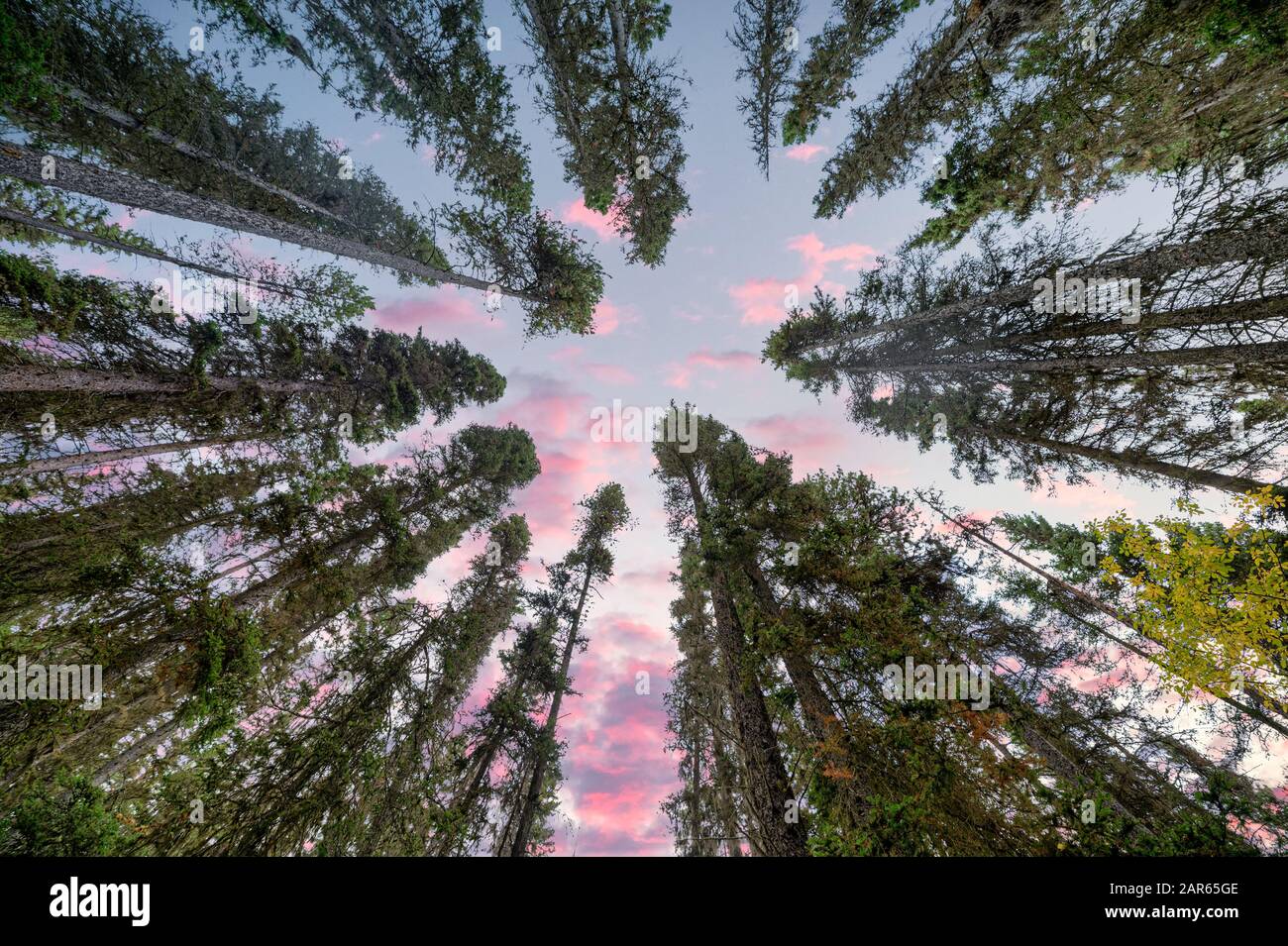 Niedriger Kiefernwald mit farbenfrohem Himmel im Nationalpark am Abend Stockfoto