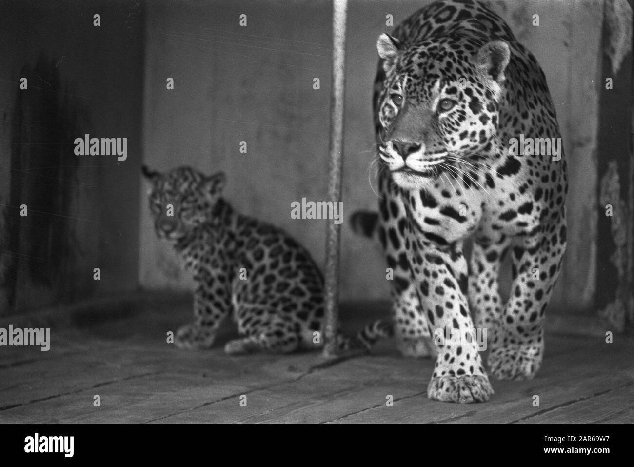 Günstige Preise in Artis im September Datum: 30. August 1971 Standort: Amsterdam, Noord-Holland Schlüsselwörter: Zoos Institutionenname: Artis Stockfoto