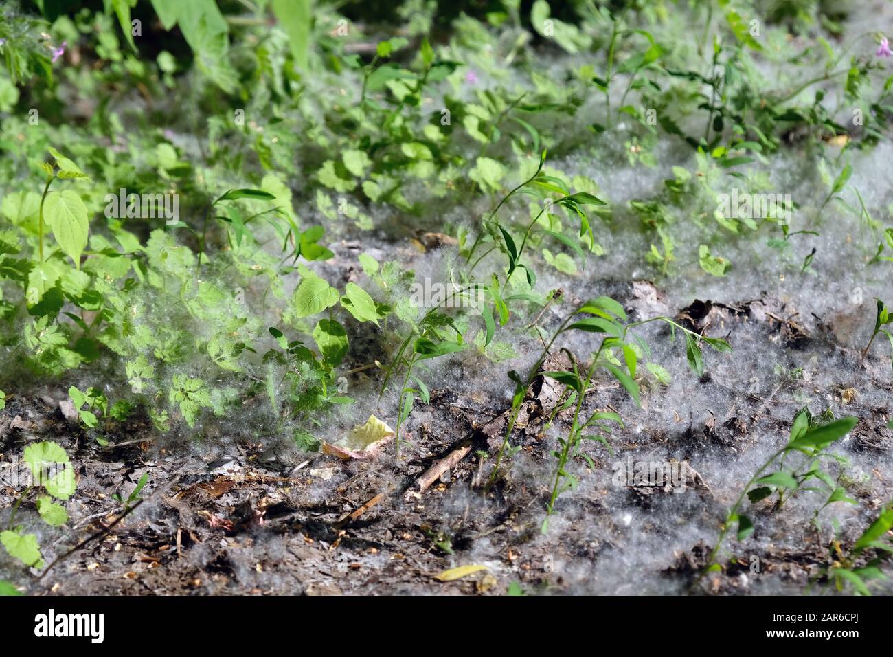 Periode im Frühjahr, wenn im Luftflusen aus der Pappel geflogen wird. Pappelflusen auf dem Grodn unter grünem Gras. Weißer Flaum von Bäumen, Allergien sympto Stockfoto