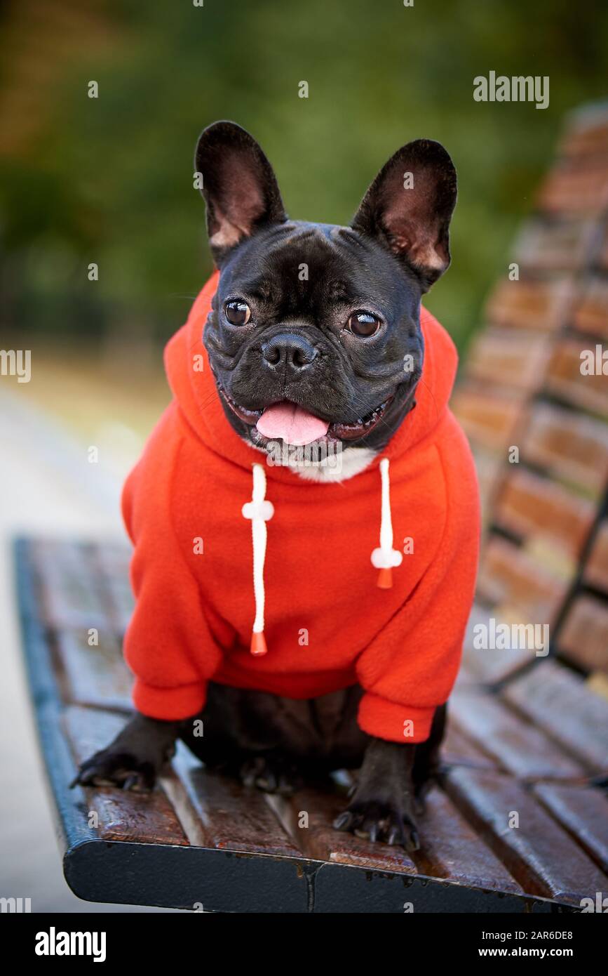 Französischer Bulldog in einem roten Hoodie auf einem Spaziergang. Stockfoto