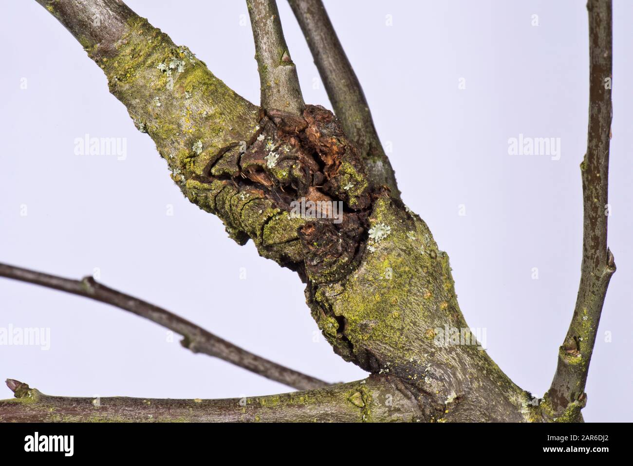 Apfel-Canker (Neonectria ditissima)-Läsion in einem Zweig eines alten Obstbaumes. A Fungus Diseases, Berkshire, November. Stockfoto