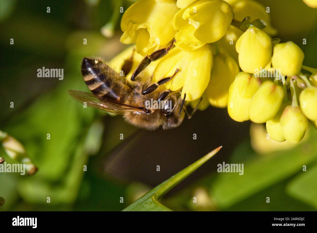 Honigbiene (Apis mellifera), die auf gelben Mahonia "Winter Sun" Blumen an einem schönen Weihnachtstag im mittleren Winter, Berkshire, Dezember Stockfoto