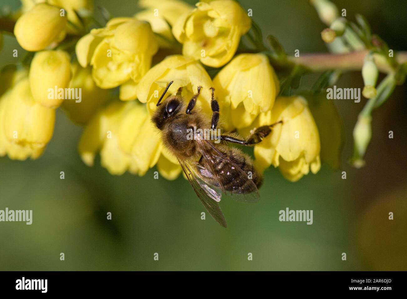 Honigbiene (Apis mellifera), die auf gelben Mahonia "Winter Sun" Blumen an einem schönen Weihnachtstag im mittleren Winter, Berkshire, Dezember Stockfoto