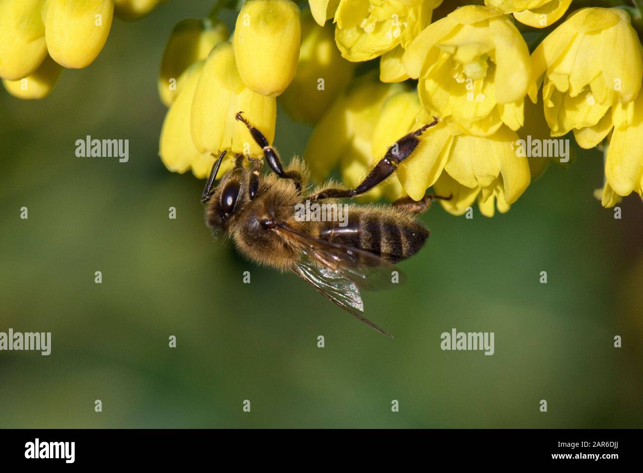Honigbiene (Apis mellifera), die auf gelben Mahonia "Winter Sun" Blumen an einem schönen Weihnachtstag im mittleren Winter, Berkshire, Dezember Stockfoto