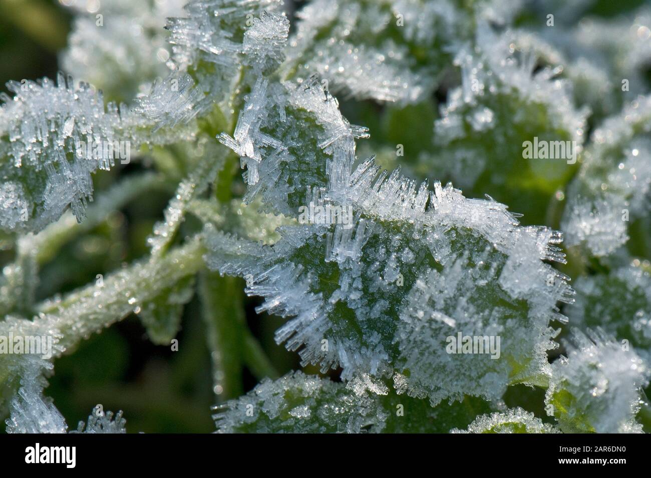 Lange Kristalle von Rime oder horrendem Frost, die auf der Oberfläche kleiner krautiger Pflanzen an einem kalten Frostmorgen im Januar, Berkshire, forsten Stockfoto