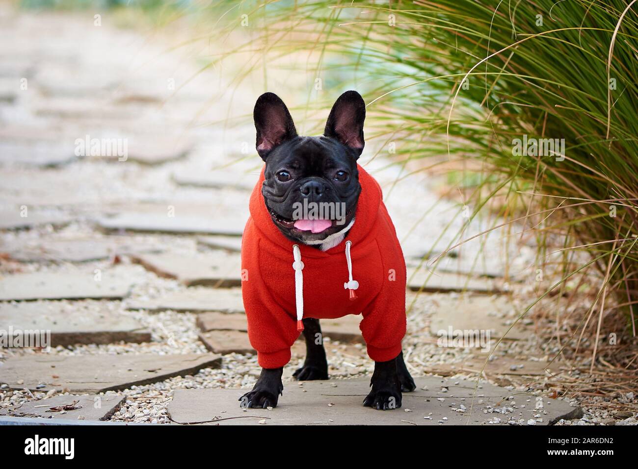 Französischer Bulldog in einem roten Hoodie auf einem Spaziergang. Stockfoto