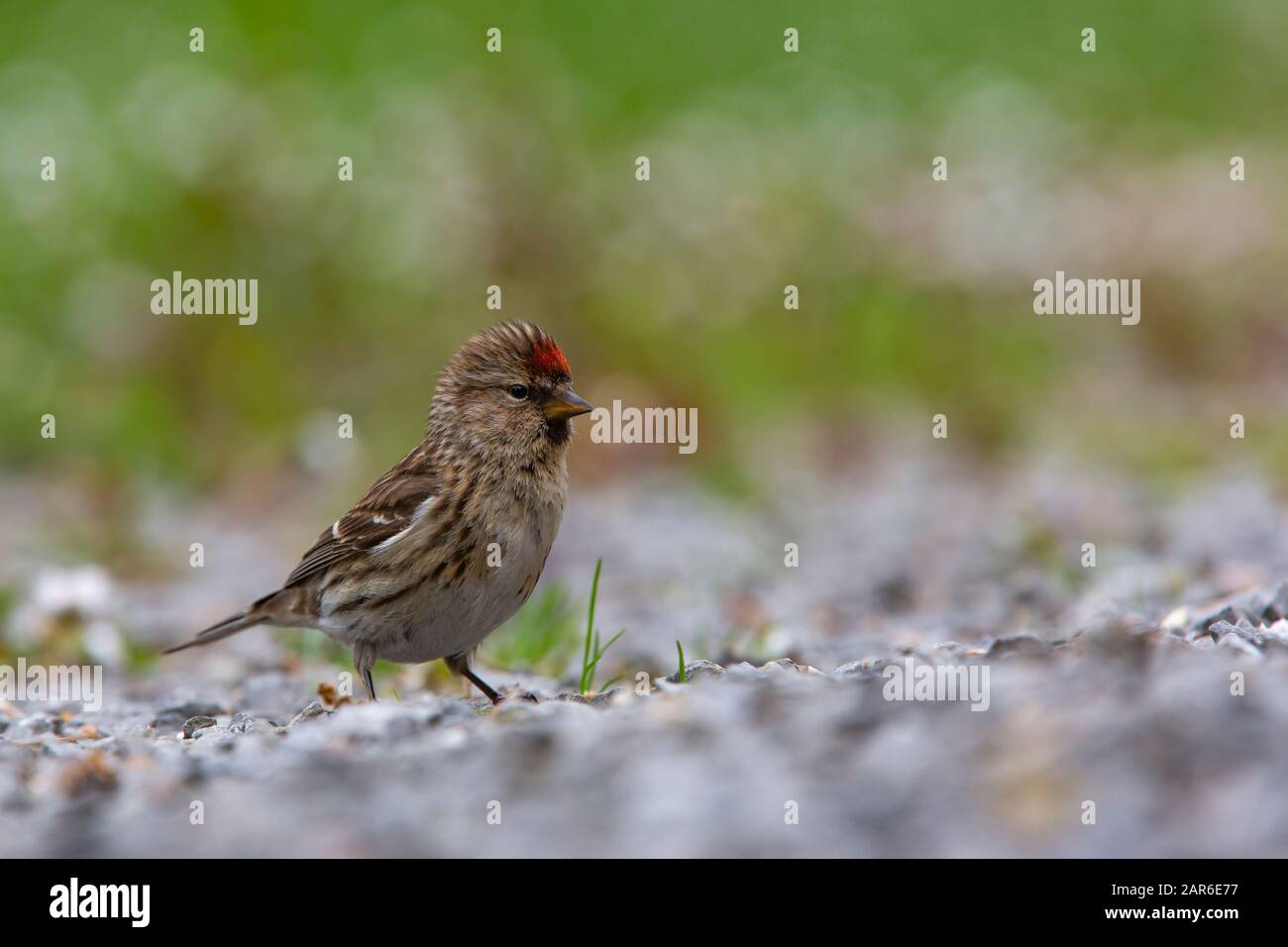 Gemein Redpoll [ Carduelis flammea ] auf der Schottereinfahrt mit im Hintergrund nicht fokussischem Gras Stockfoto