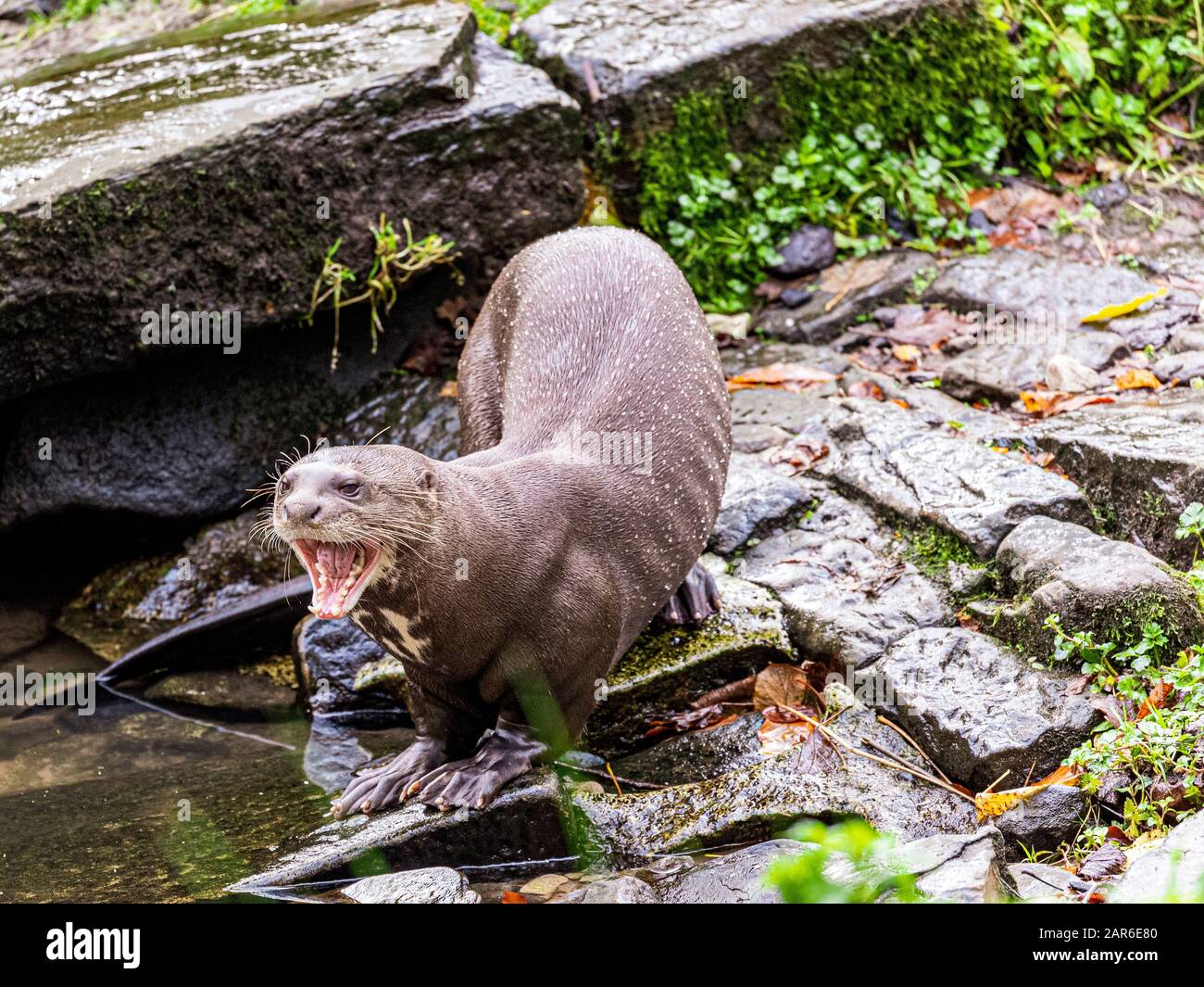 Der nordamerikanische Fluss Otter (Lontra canadensis) Stockfoto