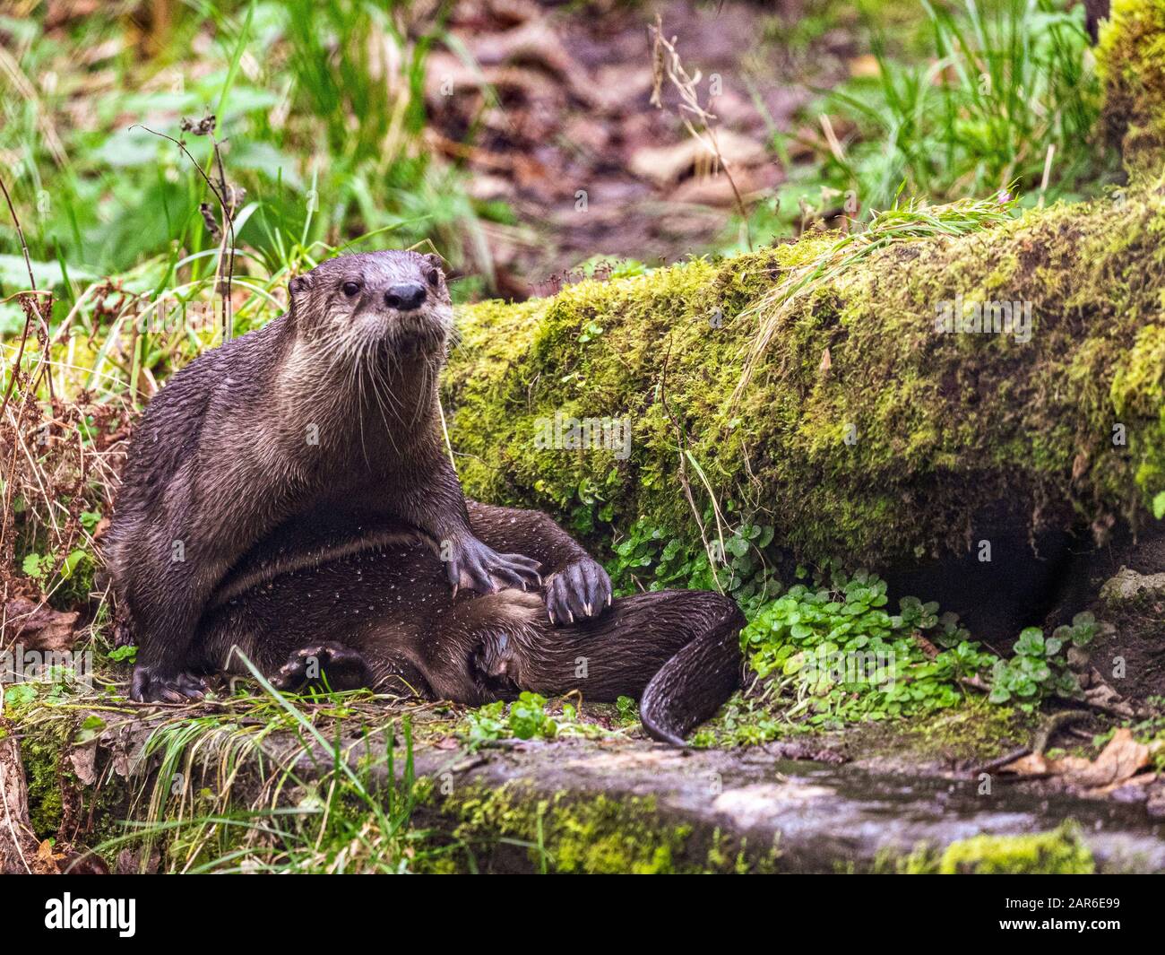 Der nordamerikanische Fluss Otter (Lontra canadensis) Stockfoto