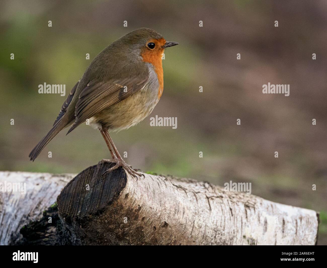 Das Rotkehlchen (Erithacus Rubecula) Stockfoto